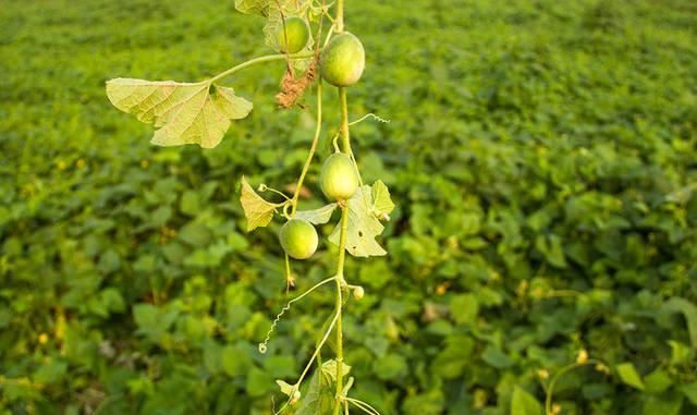  「大片」大片田地沦为草料场，村民放羊致富：人羊吃不尽稀罕野果