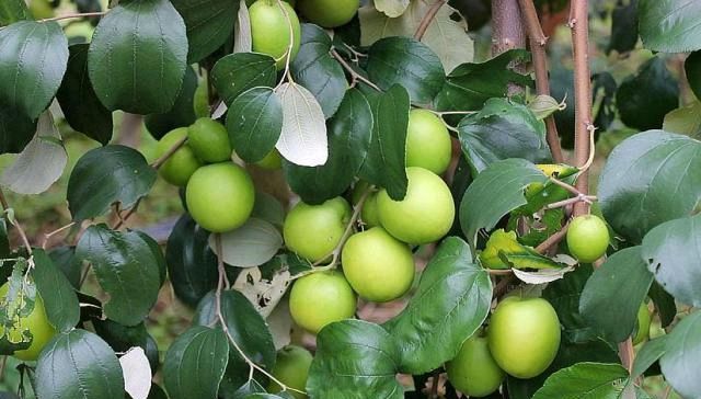  [果树]农村一种水果，其果树不到半个人高，农民种植每亩收入600