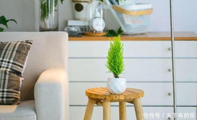 睡眠|睡眠不好,可以养盆香松小盆栽,好看好养还助睡眠