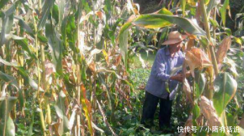  [玉米]农村大爷清晨到玉米地，发现玉米上长百元大钞，走近看却