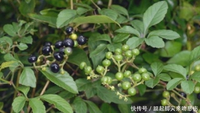  药材：深山里罕见的“乌蔹莓”过去被农民当杂草，殊不知药材价