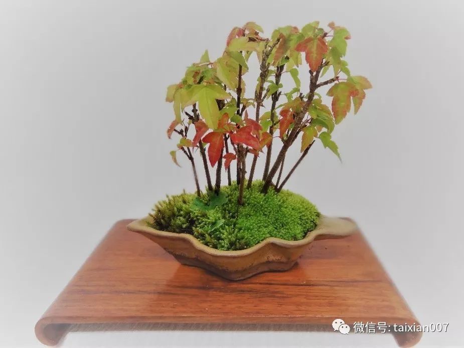 微盆景:把玩古朴的雅趣