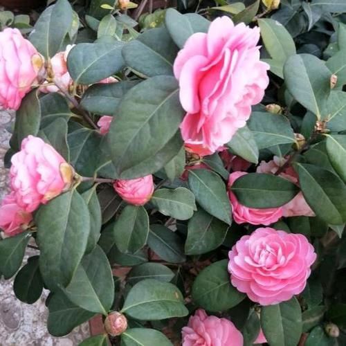  [茶花]想要茶花长势好、开花旺，这“1件事”绝对不能少，否则难开花