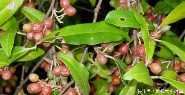 这种野果长得像樱桃，如今成为了稀罕货，20元1斤
