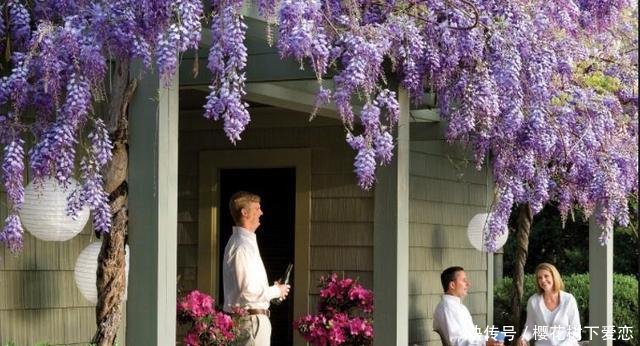  『春天』家有紫藤花，开花好幸福，春天这么养，开花一百年