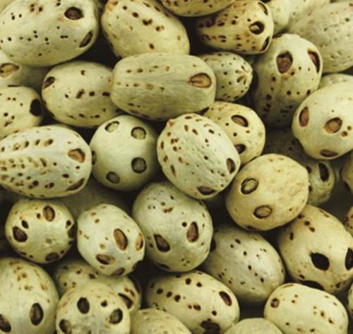 农村一种树能长20米，俗称“五眼果”，价值上百，产量巨大！