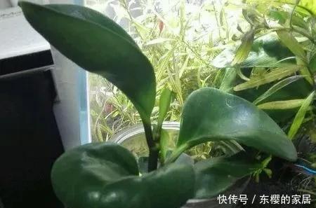 豆瓣|豆瓣绿扦插方法和注意事项,扦插步骤如下