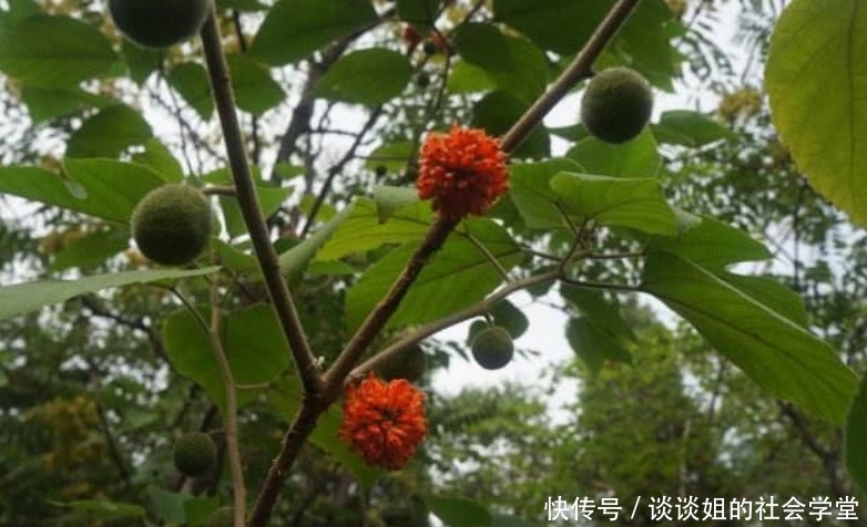 这野果形似杨梅，在农村遍地有但没人要，城里人1斤30元抢着买