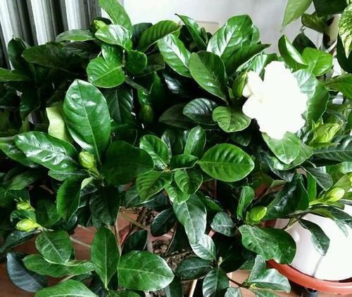  「栀子花」栀子花换盆换土有这么多讲究？来看看，搞不懂换一盆死一盆