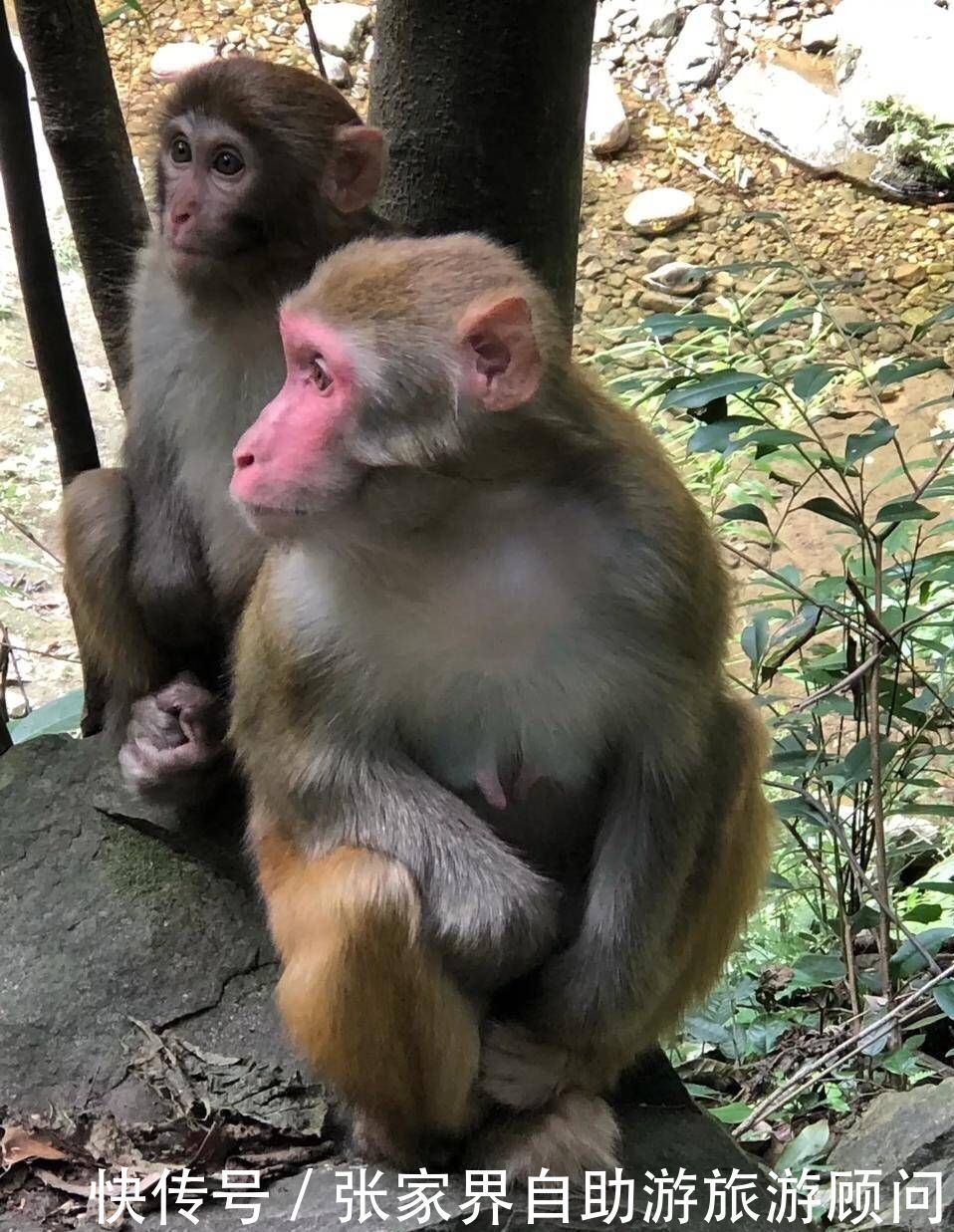 张家界的自然美景，吸引了无数游人前往观光旅游