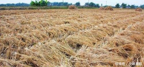 当初鼓励秸秆还田, 如今弊端显现, 农民质问专家 损失谁来负责
