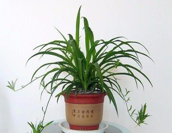 懂得■养花要懂得“取舍”,这4种花“越剪越旺”,花友:后悔才知道!