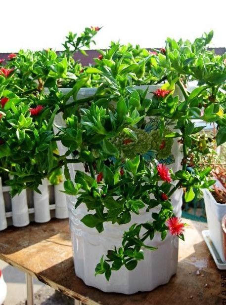  【家里】家里空间小，试试养这几种植物，既好看又好养！