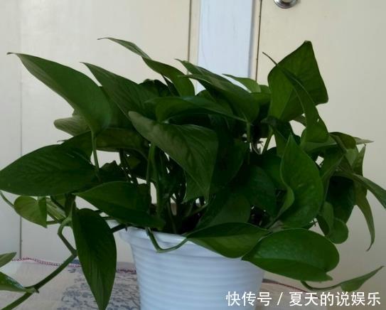  『理发』家居养花要舍得理发，这3种花最欠收拾，越剪越蹭蹭长不停