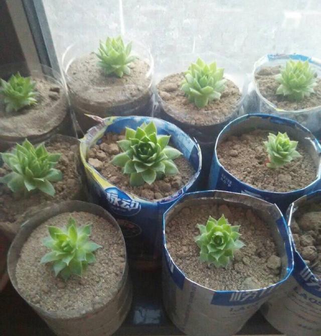  #一大#秋天养“观音莲”，别忘摘点芽繁殖，一棵变10棵，来年又长一大圈