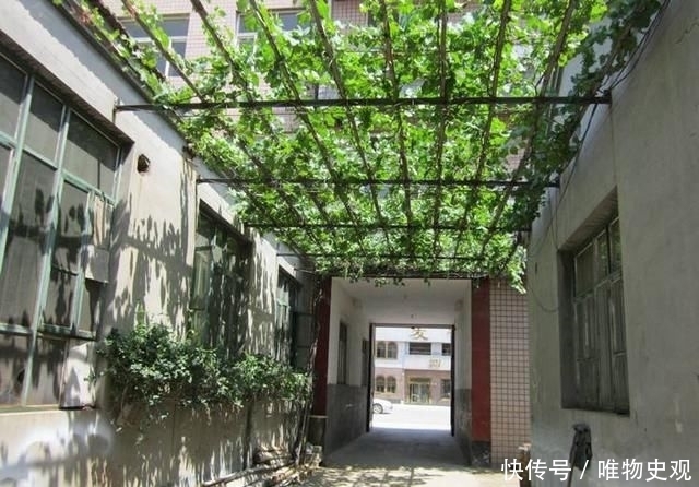  『不信其无』门前种树有门道，5种树镇宅，运道好，3种树要躲开，你了解吗