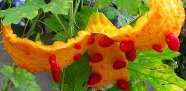  『很大』亩产5000斤，市场缺口很大，如今10元1斤，敢种的农民却不多