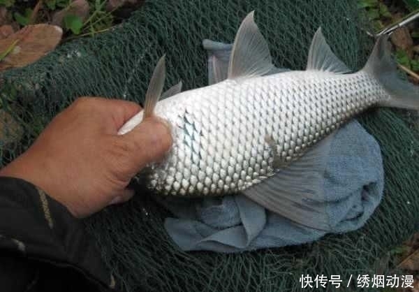  『生活费』鱼跑了,杆也断了,钓鱼人半个月的生活费没了