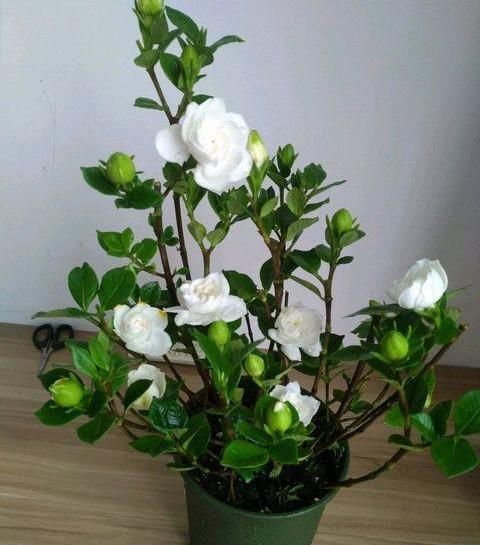  浇水的原则■养花浇水十年功，新手明白“3点”，浇水不发愁，不缺水，不烂根