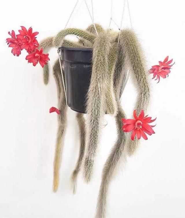 『家里』家里养七种毛绒绒的植物,乖萌又有趣,满满的少女心