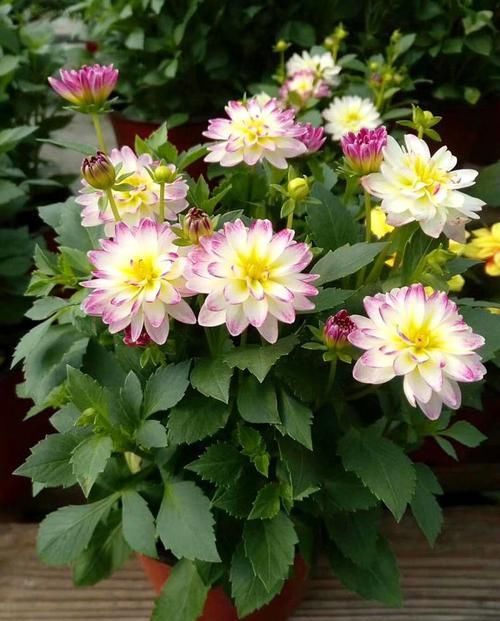  【喜欢】喜欢养花就选“小丽菊”，天气越热，花开越美，花期长达半年
