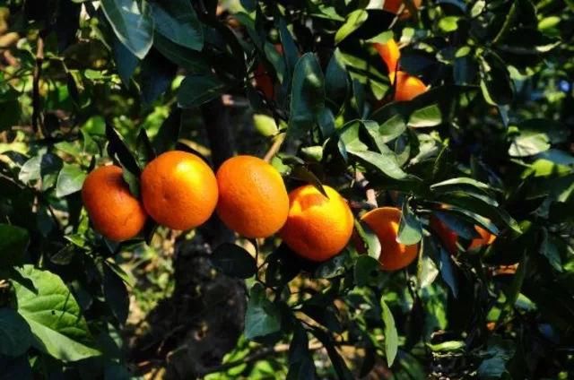 似梦徽州,总有一抹撩人的秋