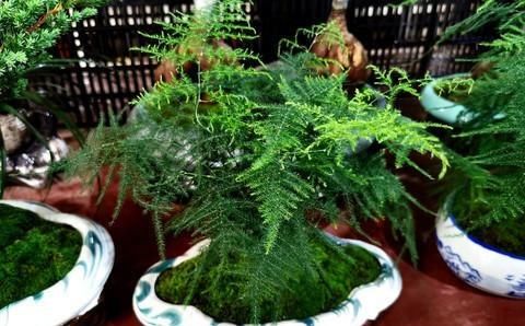  「杂草」适合“勤快人”养的5种花，越修剪越爆盆，不管成杂草，你家有吗