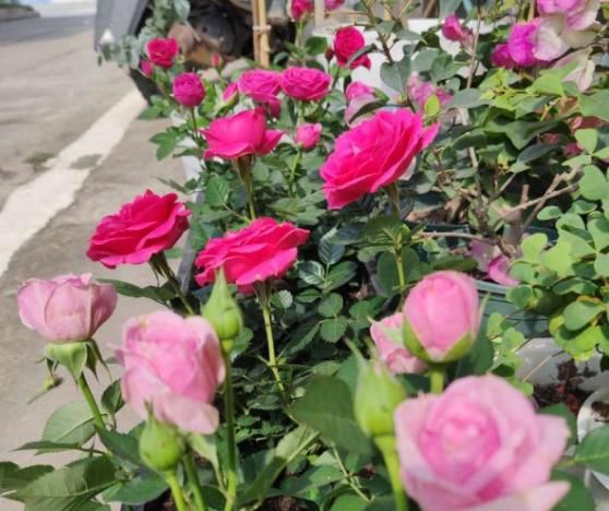  『缓苗』花市这种月季花，竟然是激素苗，难怪搬回家就死！