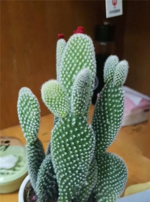 『植株』仙人掌这么养，侧芽冒不停，叶片肥厚，俩月就爆盆
