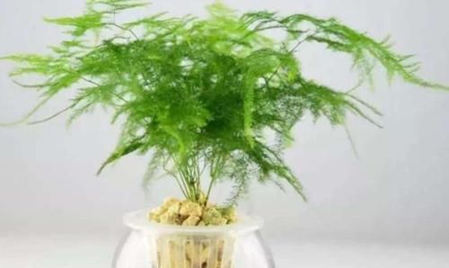  剪下来@剪下来的文竹枝干适合水培吗？事先划一刀，结瘤即可在土里扎根