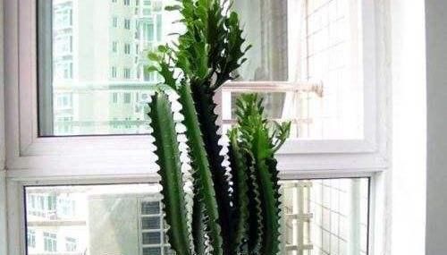  #寓意#富贵人家养花，3种花必养，“招财、镇宅”寓意好，是盆栽佳品