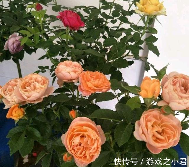 『树状』我国最美的“花树”,插土就能活,春天种2棵,当月就开花