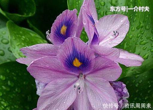  「骨痛」农村有名的“害草”，之前用来喂猪，其实对风湿骨痛有