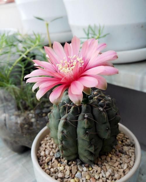  #花香#就喜欢这些花朵，开花贼多，花香飘满屋，开花艳丽惹人喜