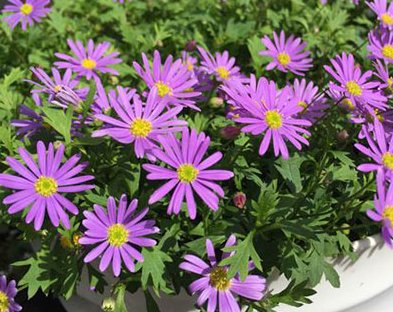  『耐寒』这些菊花是天然的香水，开花后比香水还香，耐寒耐旱易成活