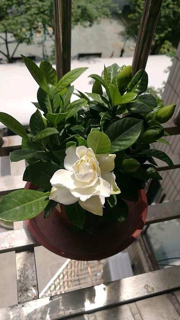 「养护杜鹃花」这4种绿植,喜欢酸性土壤,平常喂点“醋”,开花多花期长叶子绿