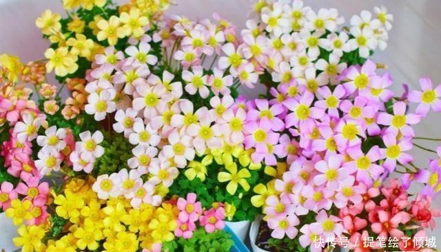  #不到#不到1平方的窗台，被她养成小花园，比院子还美！