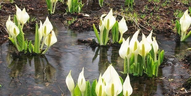  『盆土表面干』就是这5种花，越浇越水爆盆，一缺水马上就蔫了，怪不得总养不好
