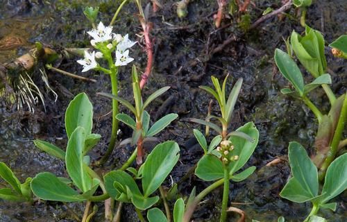  「视为」乡下一种野生植物，农民常将其视为杂草，殊不知全草可入药