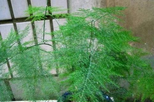  「盆土」文竹掉叶黄叶，这样一处理，20天冒出嫩叶来，蹭蹭长得枝叶茂盛！