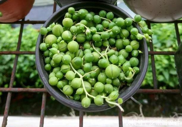  要天天浇水：多肉耐旱别多浇水？此3款忒爱''喝水''，浇得越勤植株长得越旺