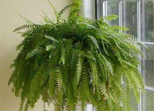  「观赏价值」春节养2种绿植在家里，室内空气一级棒，观赏价值也高，真实用