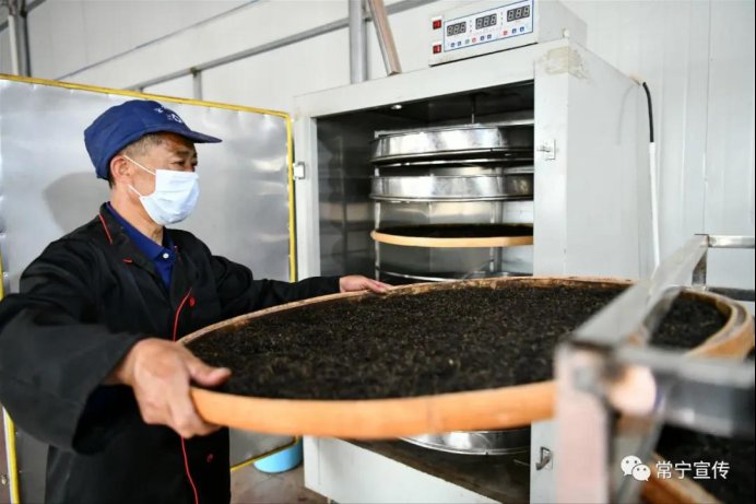  『溢满』常宁：瑶乡春茶采摘忙 茶香溢满致富