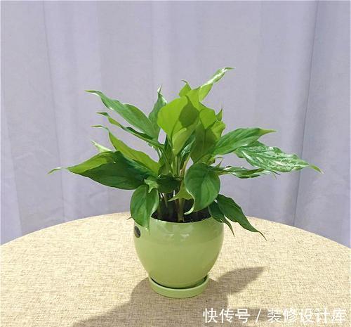 『错误』叶子总发黄掉叶,多数因为摆错位置,换个地方立马返青