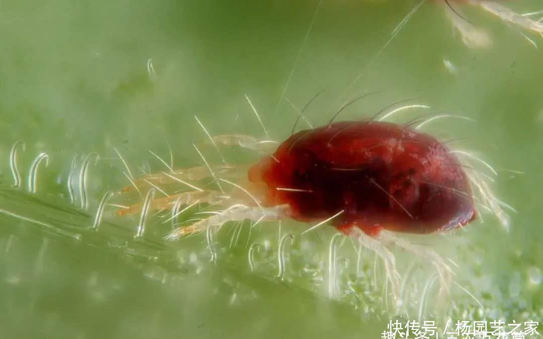  【种植】花卉种植技术：虫害红蜘蛛对花木的危害，怎么进行防治！