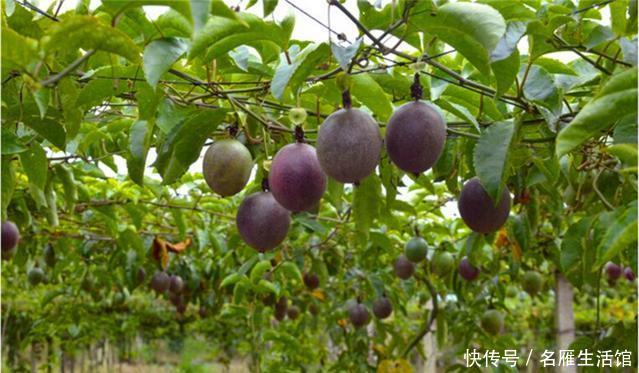  『盆栽』百香果盆栽“难结果”？那是没拿剪刀“修”，剪几刀，果子连着挂