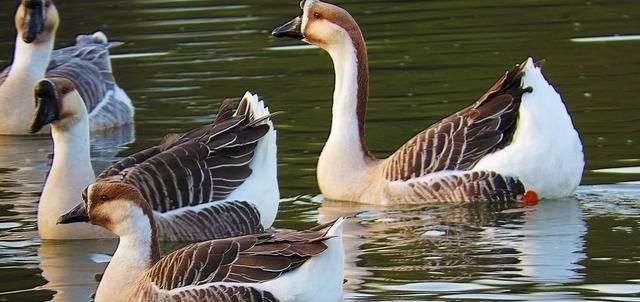  [适合]在农村养鹅最适合多久卖一次？