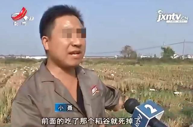  #下田#蹊跷！养鸭大户赶鸭下田，刚下去500多只鸭，竟一下子全死