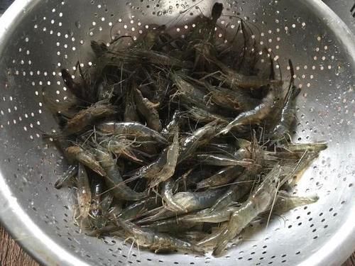  [种河虾]曾经一捞就一大盆，常捞来给母猪吃了下奶，现在80元一斤难买到