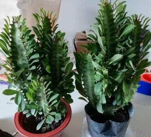  家里|家里不要乱养花，这3种植物，养人又旺财，聪明的人都在养